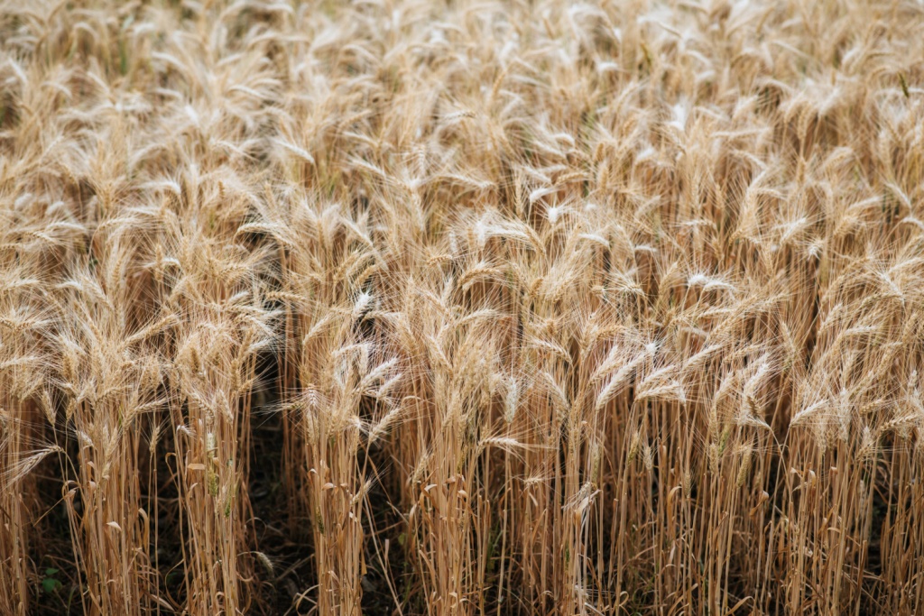 Минсельхоз: площадь посевов под твердую пшеницу в РФ вырастет почти в два раза 
