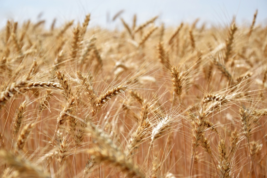 Экспорт пшеницы из России в Египет в январе-апреле вырос на 20%