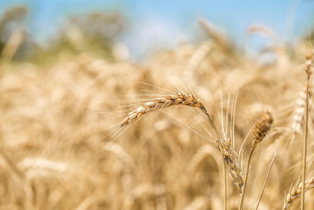 Правительство РФ разрешило продать до 500 тысяч тонн зерна из госфонда