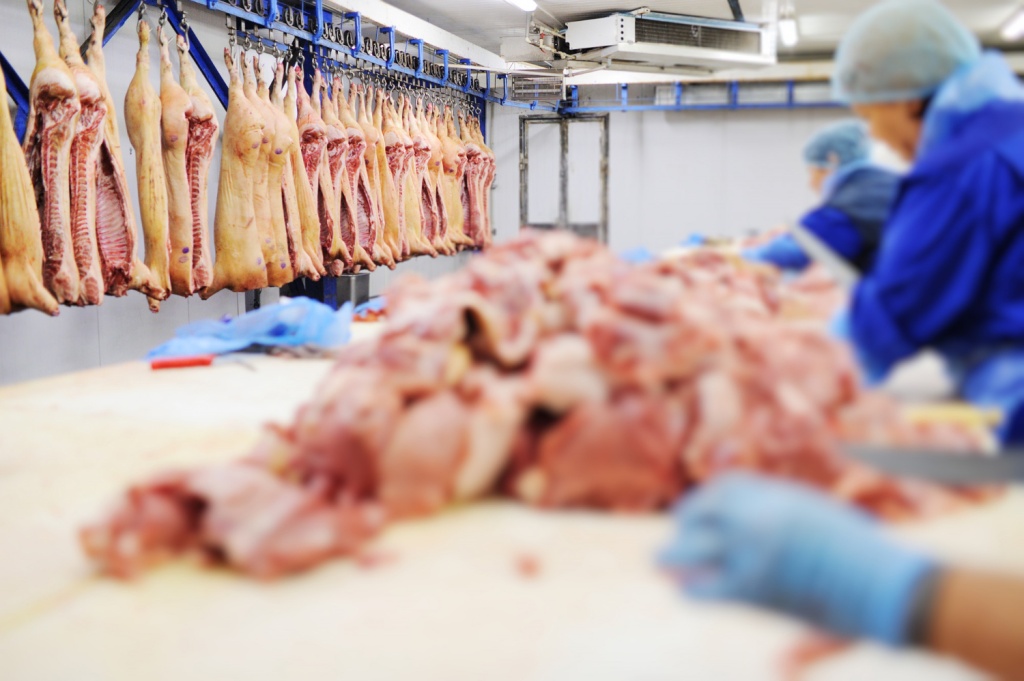 Белоруссия запретила ввозить челябинскую свинину из-за африканской чумы
