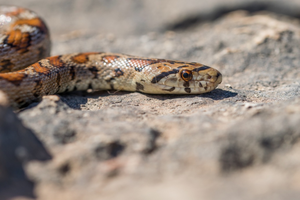 В Югре после зимней спячки проснулись ядовитые змеи