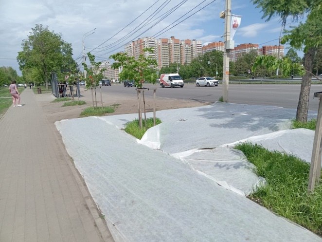 В Воронеже продолжается работа по восстановлению и обустройству газонов В Воронеже продолжается работа по восстановлению и обустройству газонов