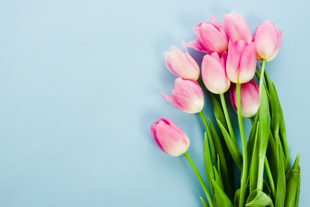 Тюльпаны в России почти сравнялись по цене с розами