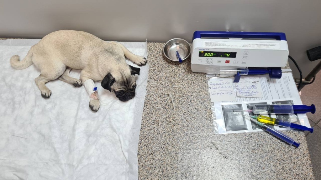 Владельцы животных в России боятся прививать питомцев отечественными препаратами