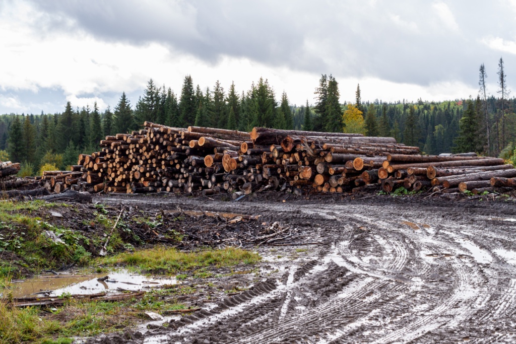 Жителя Красноярского края обвиняют в незаконной вырубке леса