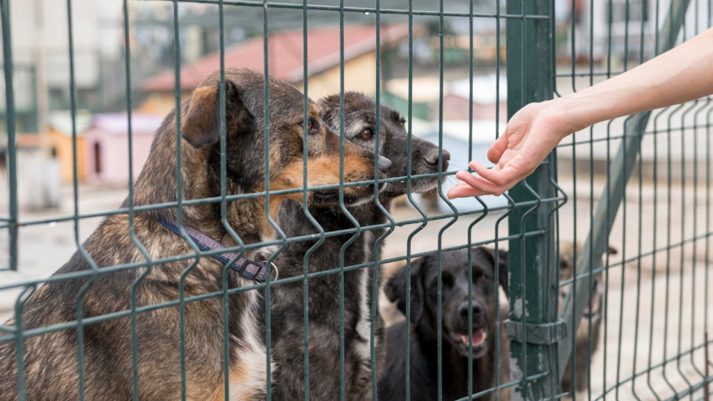 В Приангарье готовят проект строительства приюта для бездомных собак