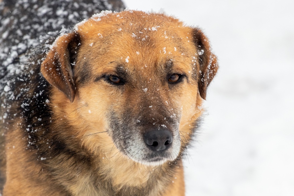 «Додо Пицца» объявила о кадровых изменениях после скандала с курьером и бродячей собакой «Додо Пицца» объявила о кадровых изменениях после скандала с курьером и бродячей собакой