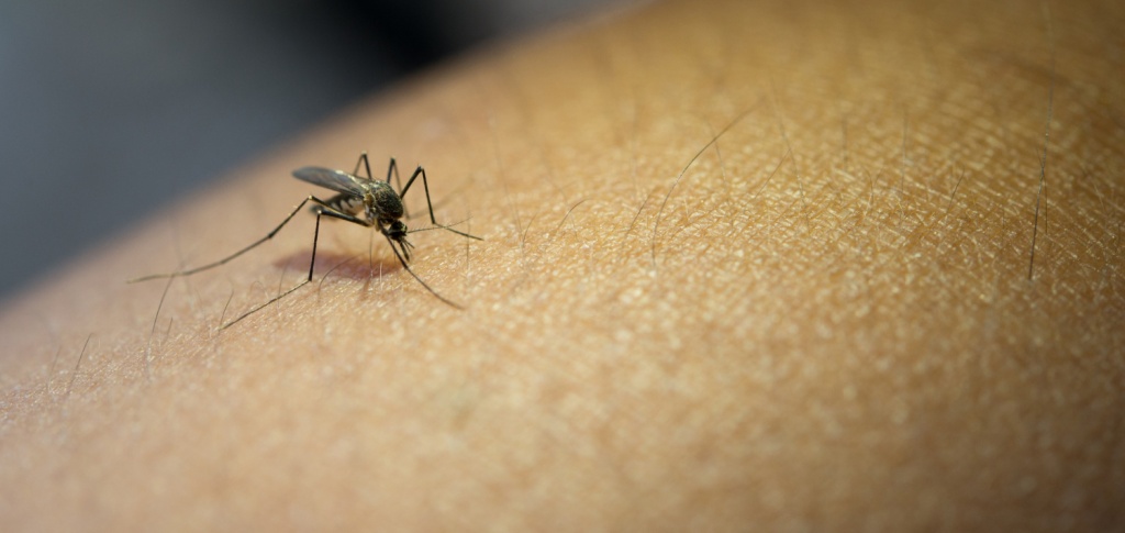 Гости Анапы, Новороссийска и Геленджика жалуются на полчища комаров