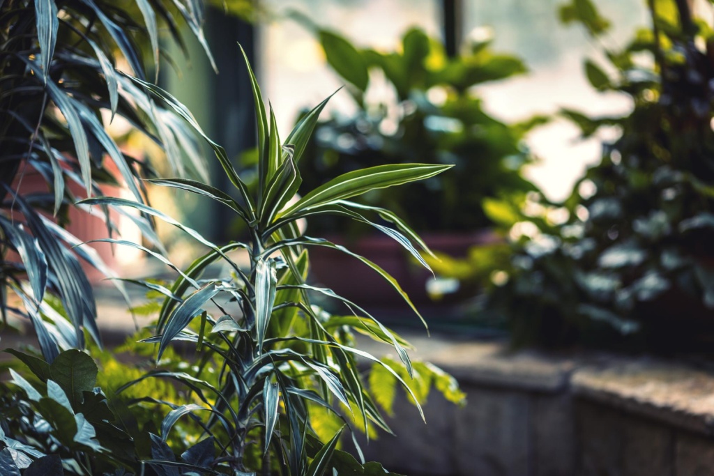 Садовый центр Веры Глуховой из Самарской области выходит на зарубежные рынки