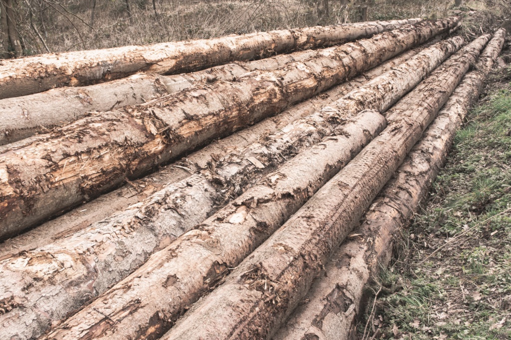 Суд Вологодской области определился с наказанием виновного в незаконной вырубке леса