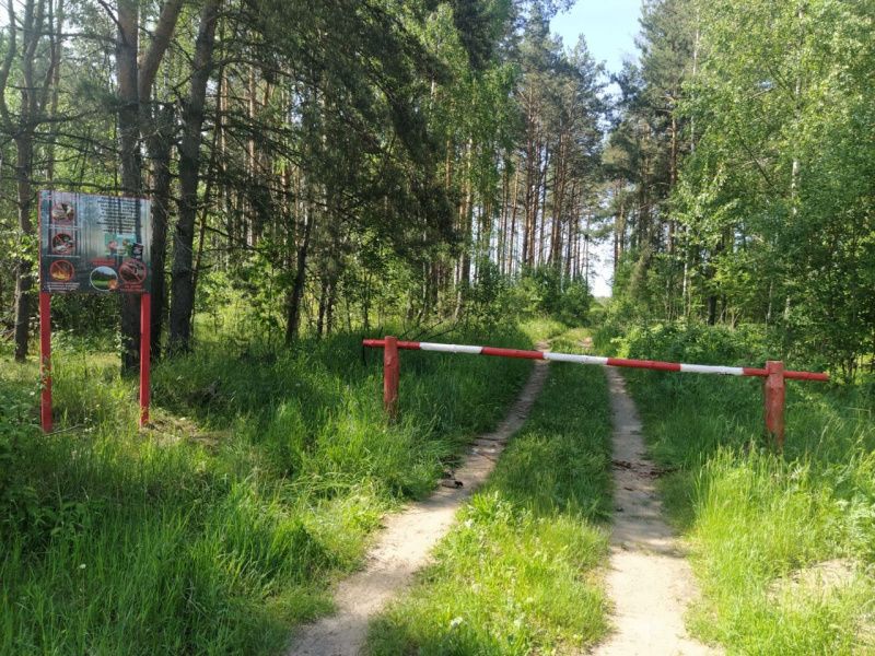 На сохранение лесов Мордовия получит 15 млн рублей из федерального бюджета