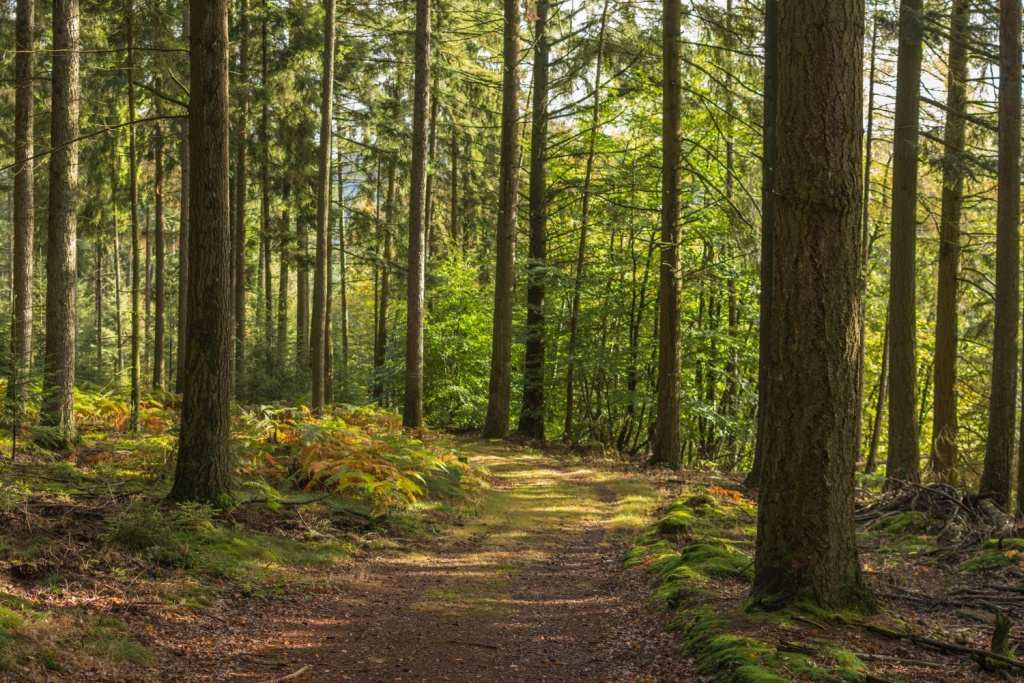 Между Оренбуржьем и ДНР подписано соглашение о сотрудничестве в сфере лесного хозяйства Между Оренбуржьем и ДНР подписано соглашение о сотрудничестве в сфере лесного хозяйства