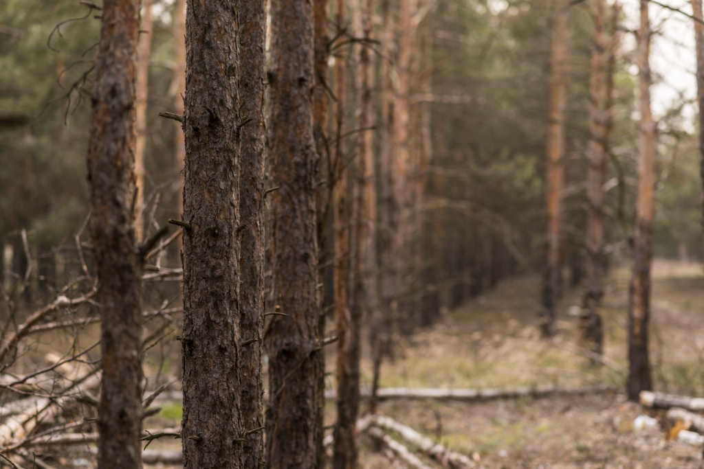 В Красноярске вынесли приговор в деле о контрабанде леса на 230 миллионов рублей