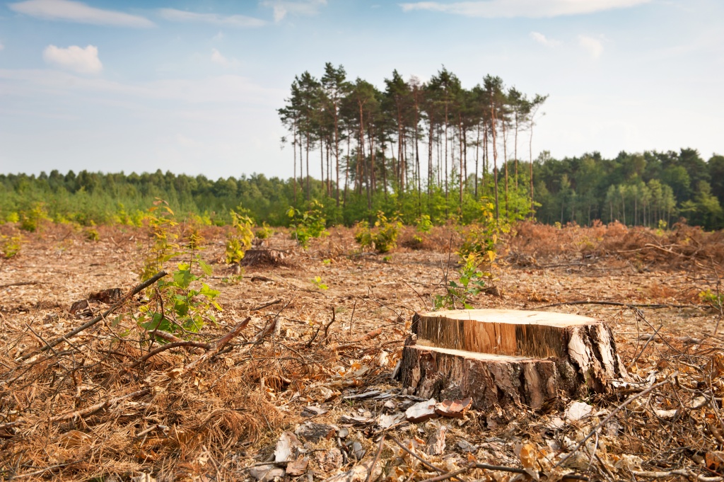 Директора лесничества в Мордовии подозревают в попустительстве незаконным рубкам