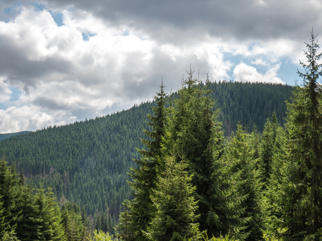 В Новосибирской области сформировали собственный генетический фонд сибирских лесов