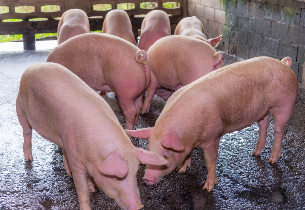 В Мордовии выросло количество свиней
