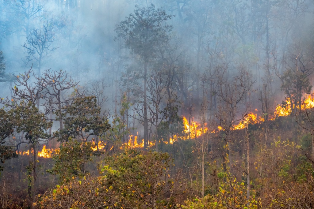 В Красноярском крае мобилизованы ресурсы для борьбы с лесными пожарами