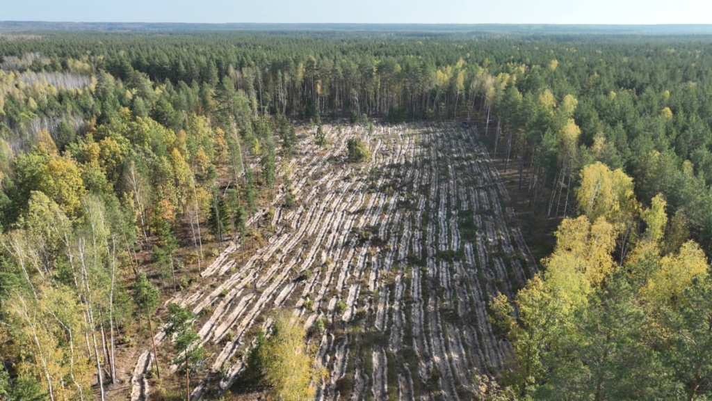 В Мордовии более 11 миллионов рублей направили на восстановление лесов