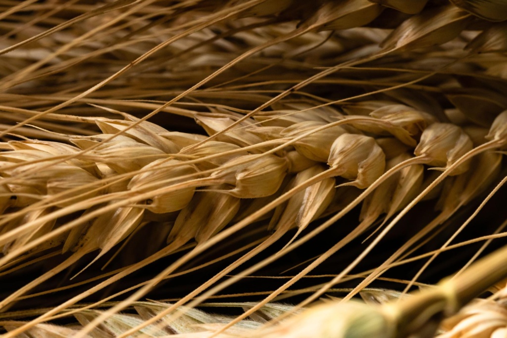 Семь стран интересуются закупкой пшеницы из Херсонской области