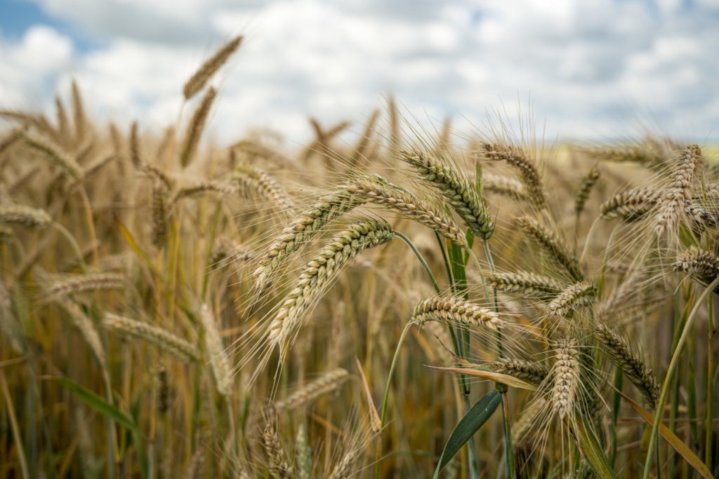 «Ъ»: власти оценили новый закон США против зависимости стран от зерна из РФ