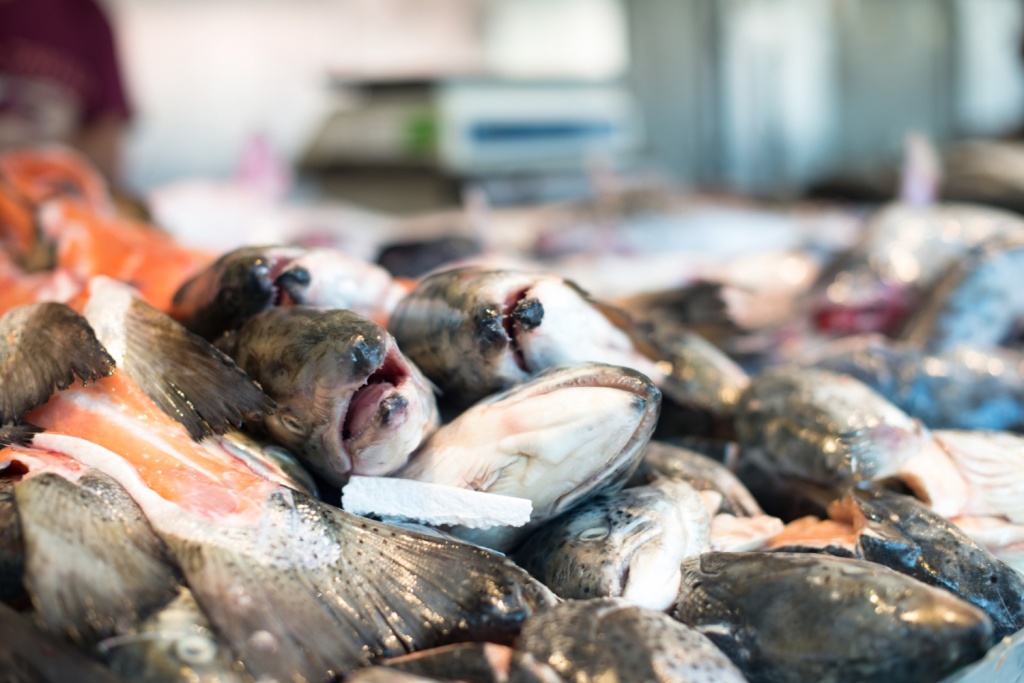 Рыбный союз: объемы ввоза семги в РФ упали почти вдвое за пять лет