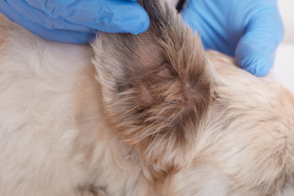В Иркутском районе обнаружено еще два очага узелкового дерматита у животных