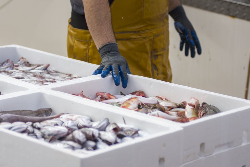 Евросоюз нарастил до максимума закупки российской рыбы