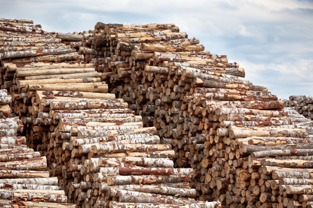 СМИ: Россия из-за санкций потеряла миллиарды на экспорте древесины