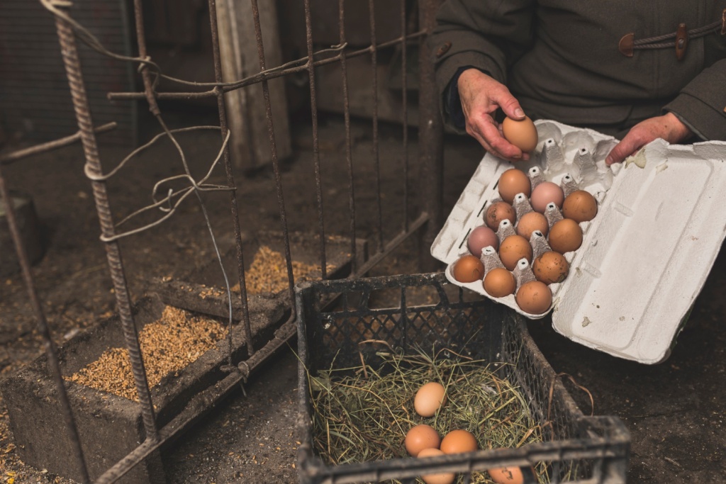 «Ведомости»: производители куры и яиц попросили власти РФ о льготах