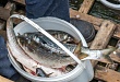 Самарская полиция возбудила уголовное дело по факту незаконного вылова 38 рыб