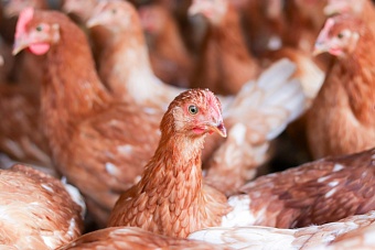 Власти Самарской области ищут инвестора для продолжения строительства птицефабрики
