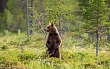 В Новосибирской области патрулируют леса из-за роста активности медведей