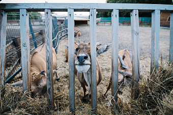 Первая в России «биобезопасная гавань»: учёные создали стандарты карантинных станций для цирковых и зоопарковых животных