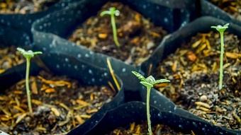 В России модернизируют более 240 лесных питомников для ускоренного восстановления лесов в рамках нацпроекта "Экологическое благополучие"